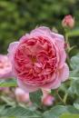 Englische Rose Boscobel